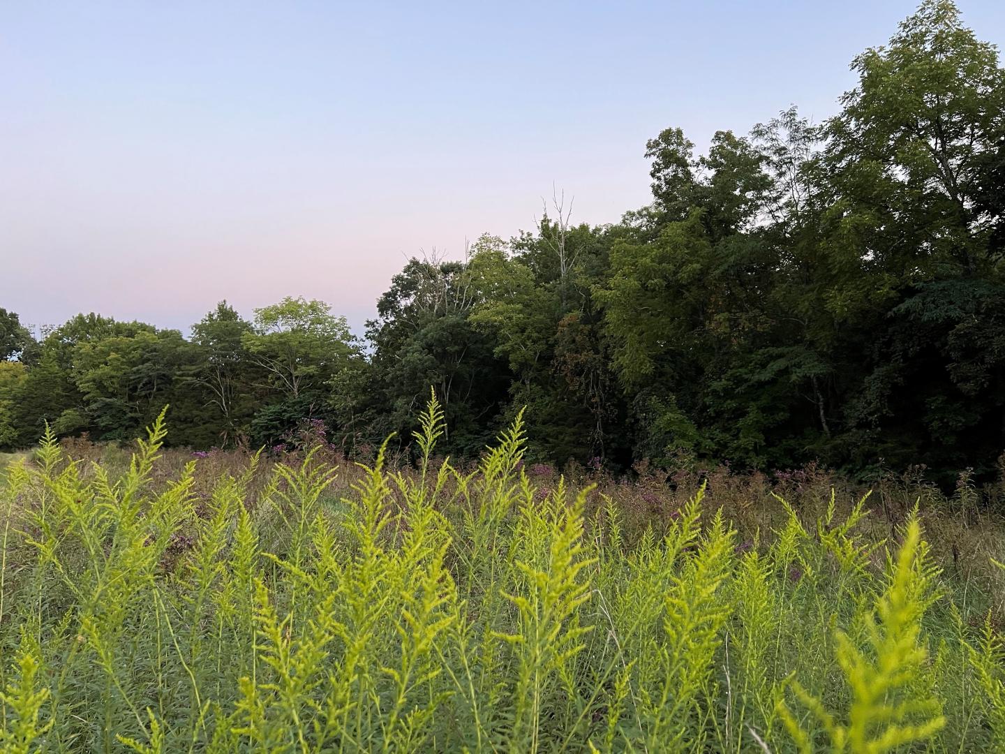 An arborist report would be compiled to summarize and record my findings and to offer recommendations for timber stand improvement or new planting or invasive species management.